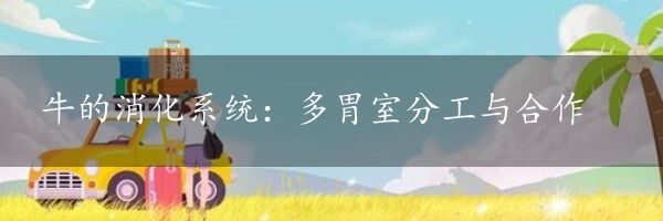 牛的消化系统：多胃室分工与合作