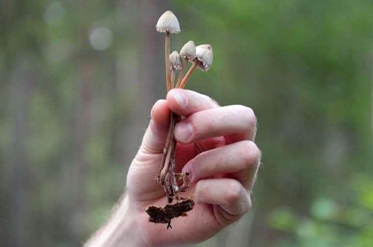 研究发现 迷幻微剂量可以改善心理健康