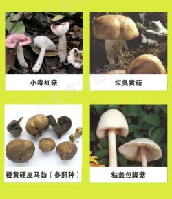 蘑菇的颜色密码：如何通过颜色鉴别蘑菇是否有毒