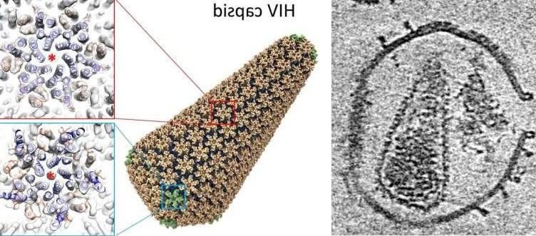 新技术解决了HIV的衣壳结构 有可能成为以衣壳为靶点的抗病毒药物的蓝图