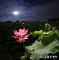 荷塘月色赏析：一幅充满情感与诗意的现代散文画卷