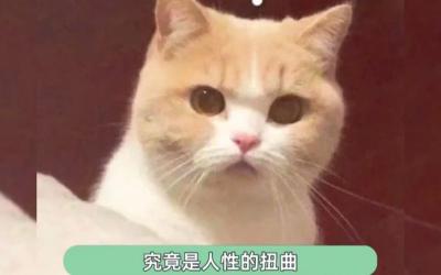 高速摸奶门：道德与法律的双重沦丧