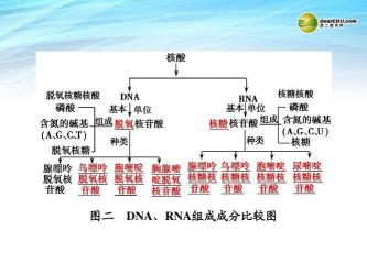 DNA的结构和功能，生物遗传信息的载体