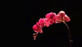 黑色花朵：自然界中的稀缺珍品