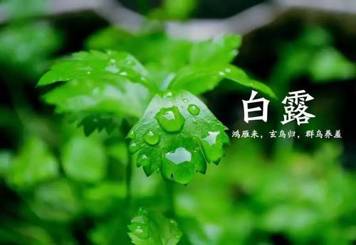 白露揭秘：这个节气属于哪个季节，又有哪些独特之处？