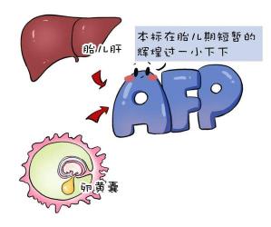 甲胎蛋白：一种与肝癌及多种肿瘤密切相关的糖蛋白