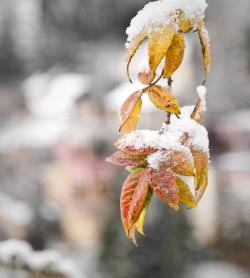 2018年第一场雪：纯净与希望的冬日盛宴