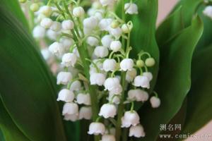 铃兰花的花语：解读纯真、幸福与期望的象征
