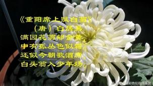重阳节特辑：10首适合重阳节的古诗，让您尽享节日氛围