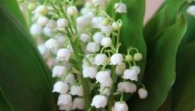 铃兰花的花语：解读纯真、幸福与期望的象征