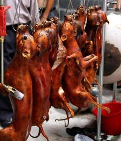 猫肉：能吃与否的争议与潜在风险