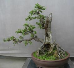 榆树盆景种植指南：从选购到养护的完整指南