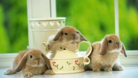 兔子的英文单词：Rabbit - 生命的脆弱与自然界的无情