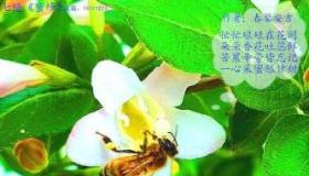 蜂的古诗：赞美蜜蜂的辛勤与奉献