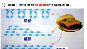 什么是淀粉：由葡萄糖分子聚合而成的营养物质