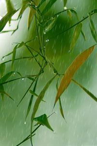 春雨的诗意：像细丝般轻轻地洒落大地