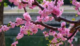 关于春天的词语大观：繁花似锦，生机勃勃的春之语汇