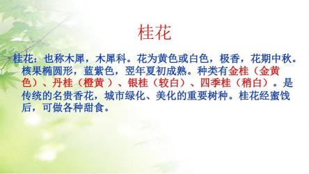 桂花的用途:从文化象征到生活实用,多面魅力一览无余