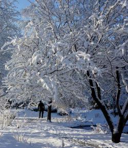 大雪纷飞，冬日赞歌：雪中的自然之美与生活之韵