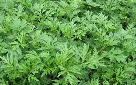 故乡的野菜:味道、回忆与时代的变迁
