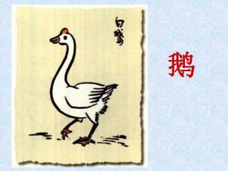 白鹅阅读答案:领略高傲又有趣的鹅之风采