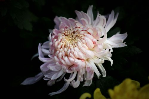 金秋之魂：赞美菊花的不朽诗篇