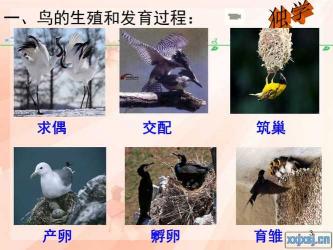 初二生物必学：鸟的生殖与发育详解教案