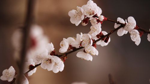 杏花雨的诗意：经典诗句与美好意境