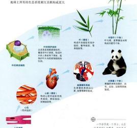 细胞学说：揭示生命基本单位与生物关系的重要理论